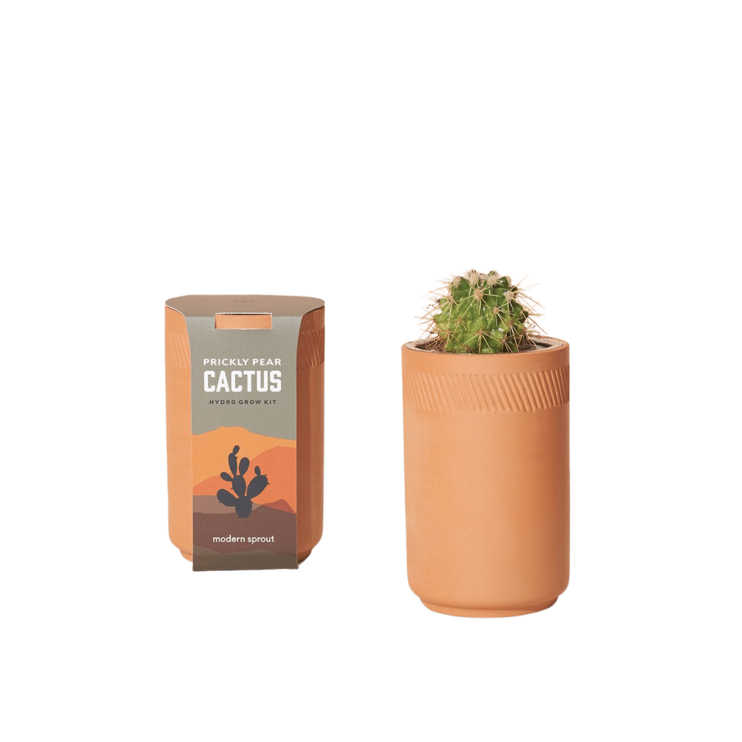 Terracotta Kit Prickly Pear Cactus